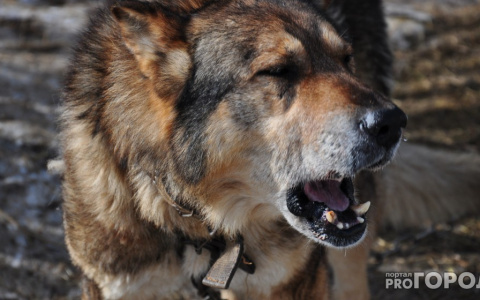 Собаки вновь атакуют: очередной случай нападения бродячих животных в Ухте