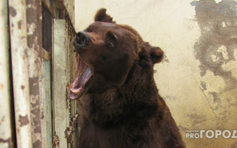 Заплати за убийство: Минприроды Коми предлагает сделать охоту на медведя коммерческой