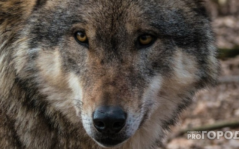 Минприроды Коми задолжали охотникам 1,2 млн за убитых волков